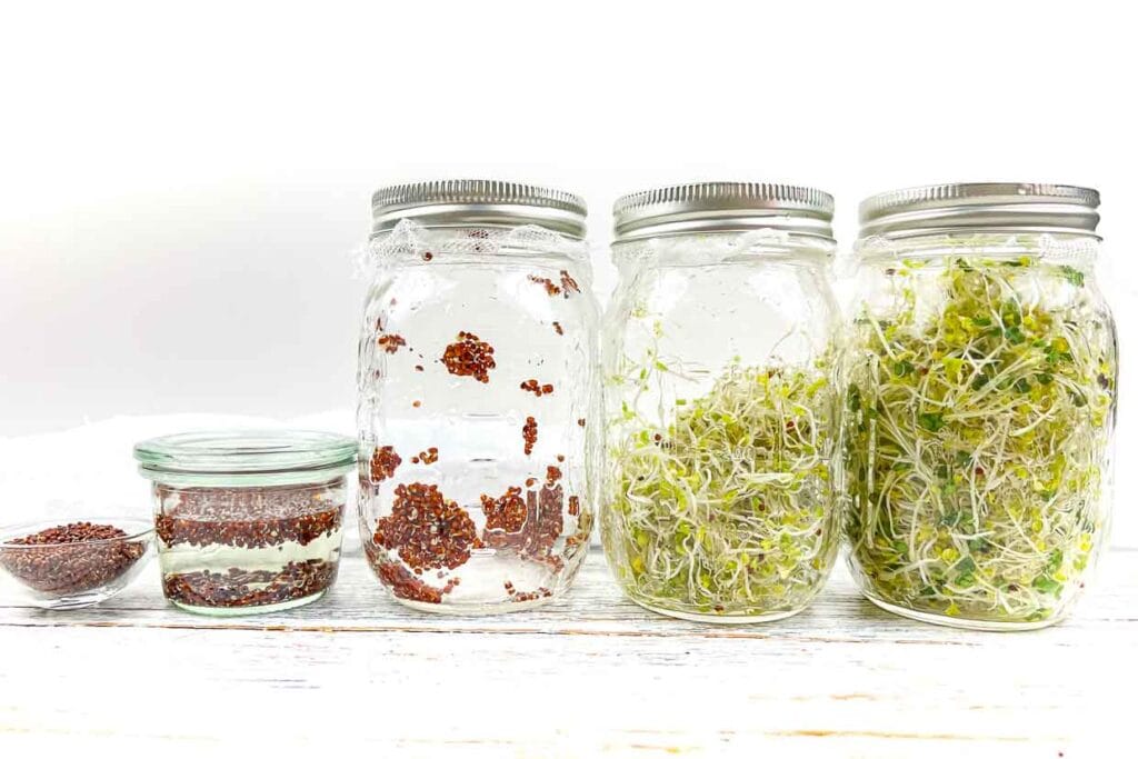 Four mason jars filled with sprouts and seeds.