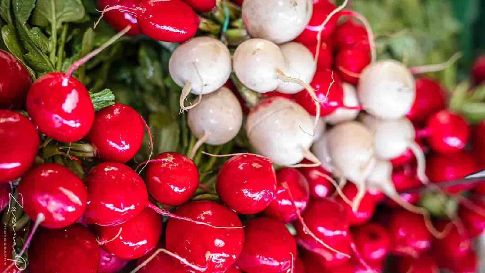 Fresh radishes.