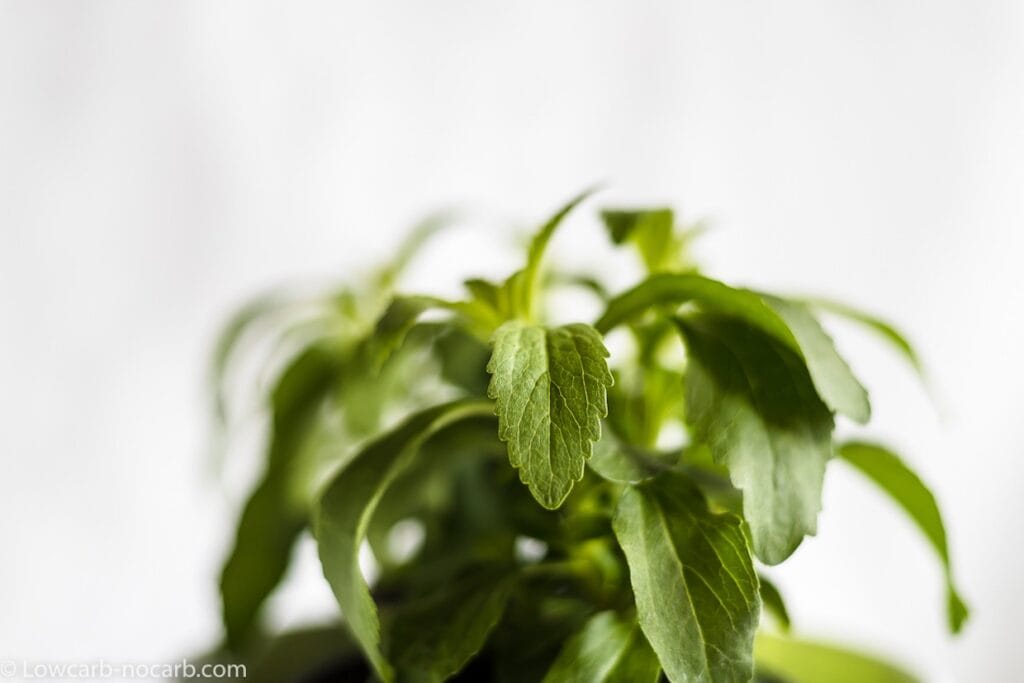 A plant with green leaves in a pot on a white background.