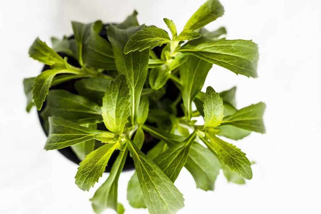 A plant with green stevia leaves in a pot on a white background.