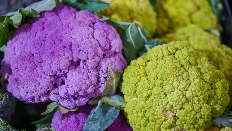 A bunch of purple and green cauliflower.